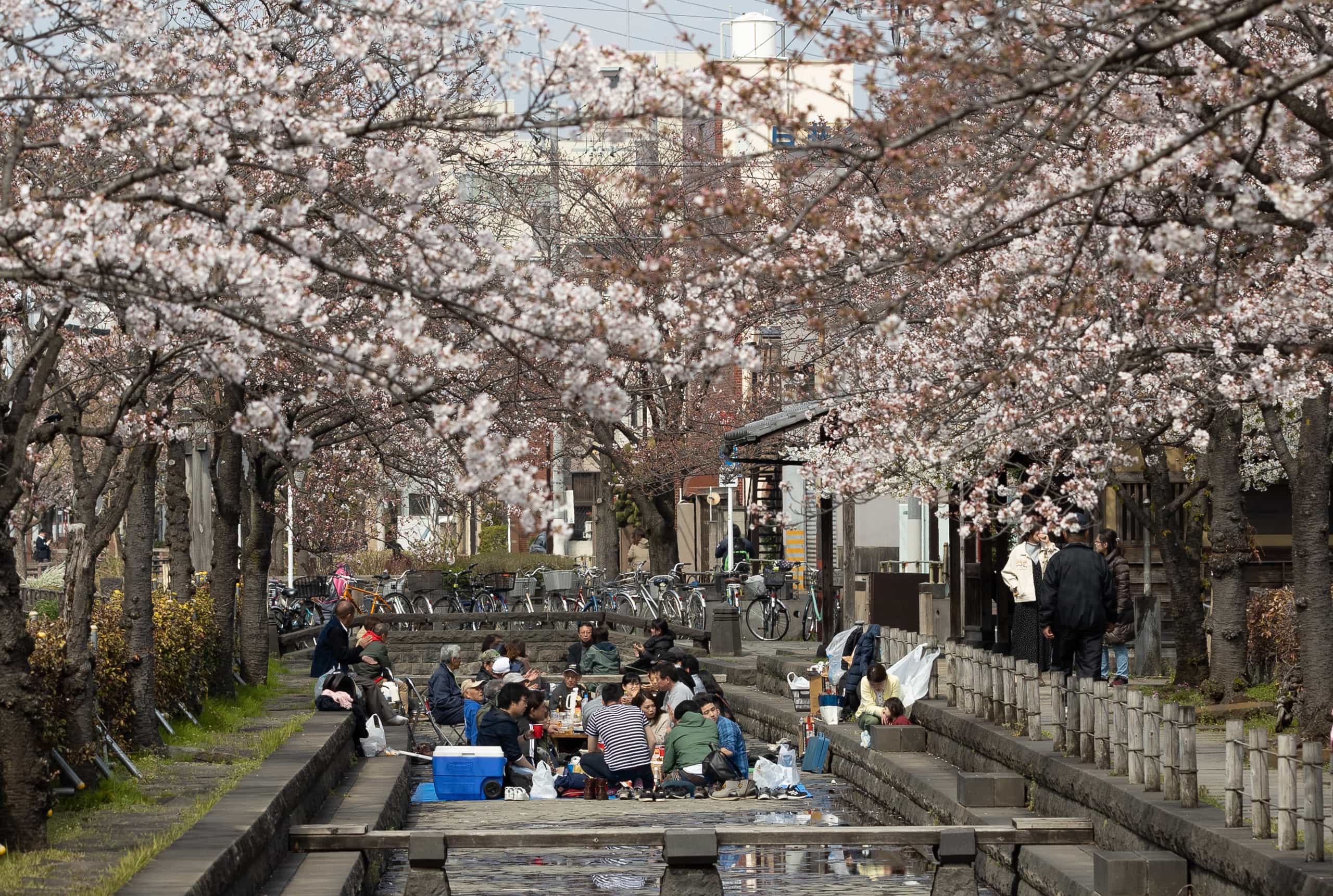 Less crowded hanami spot in Ohanajaya 