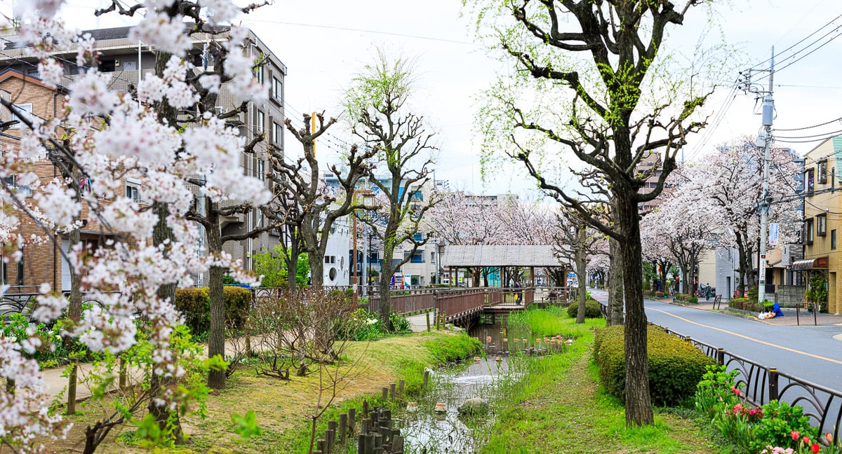 Hikifune water park near Ohanajaya station with sakura trees in bloom