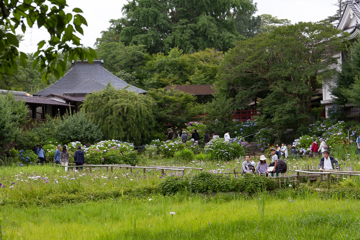 Hondoji iris pond