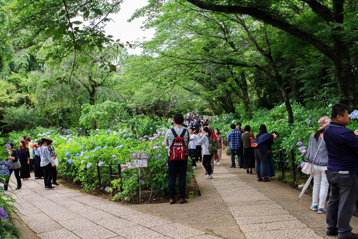 Hondoji hydrangeas