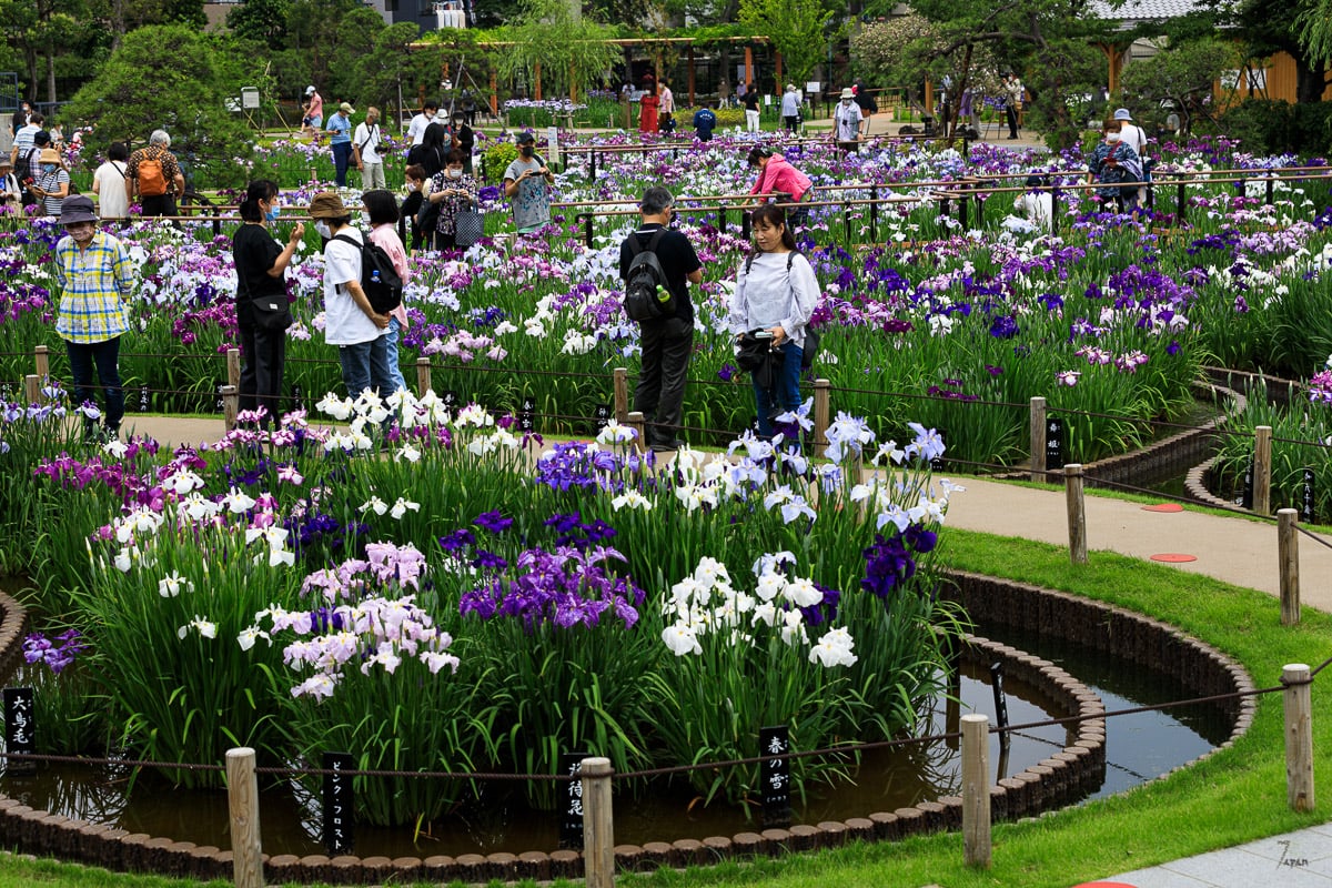 Beautiful Horikiri Iris Garden in Tokyo: a walk through