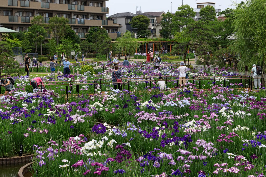 Beautiful Horikiri Iris Garden In Tokyo A Walk Through Practical Japan 9874