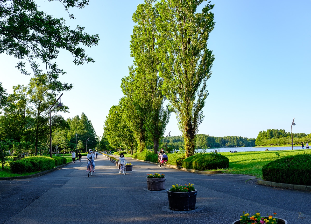 Mizumoto park Poplar trees