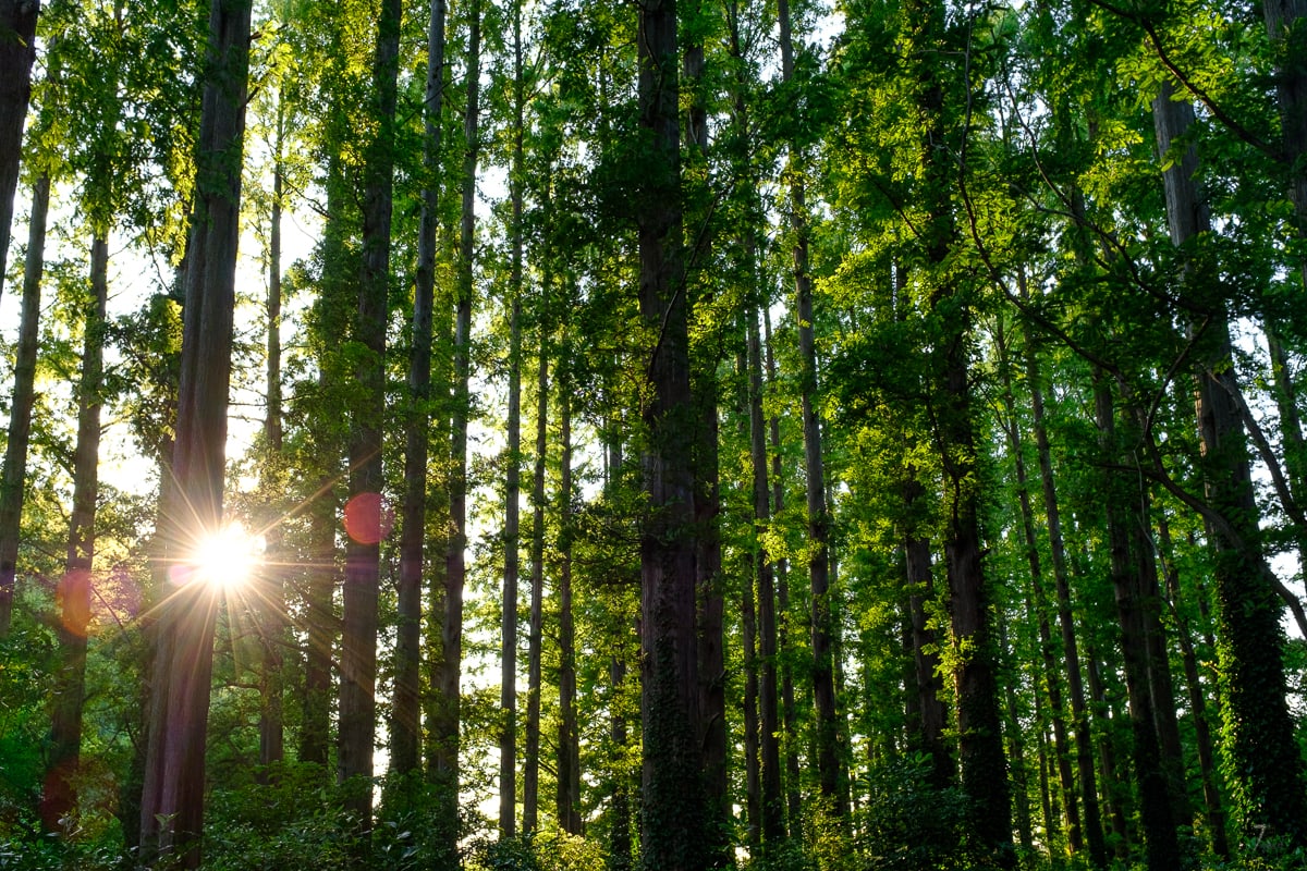 Mizumoto Park metasequoia forest