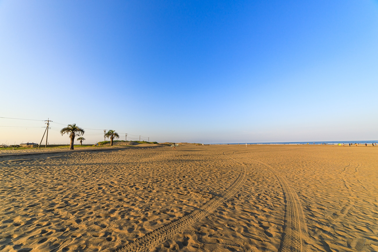 Motosuka Beach palm trees