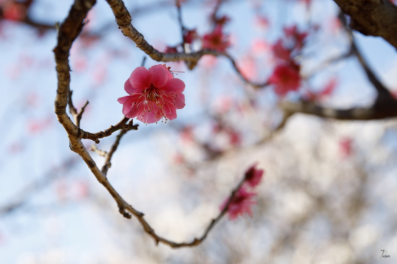 pink plum blossom
