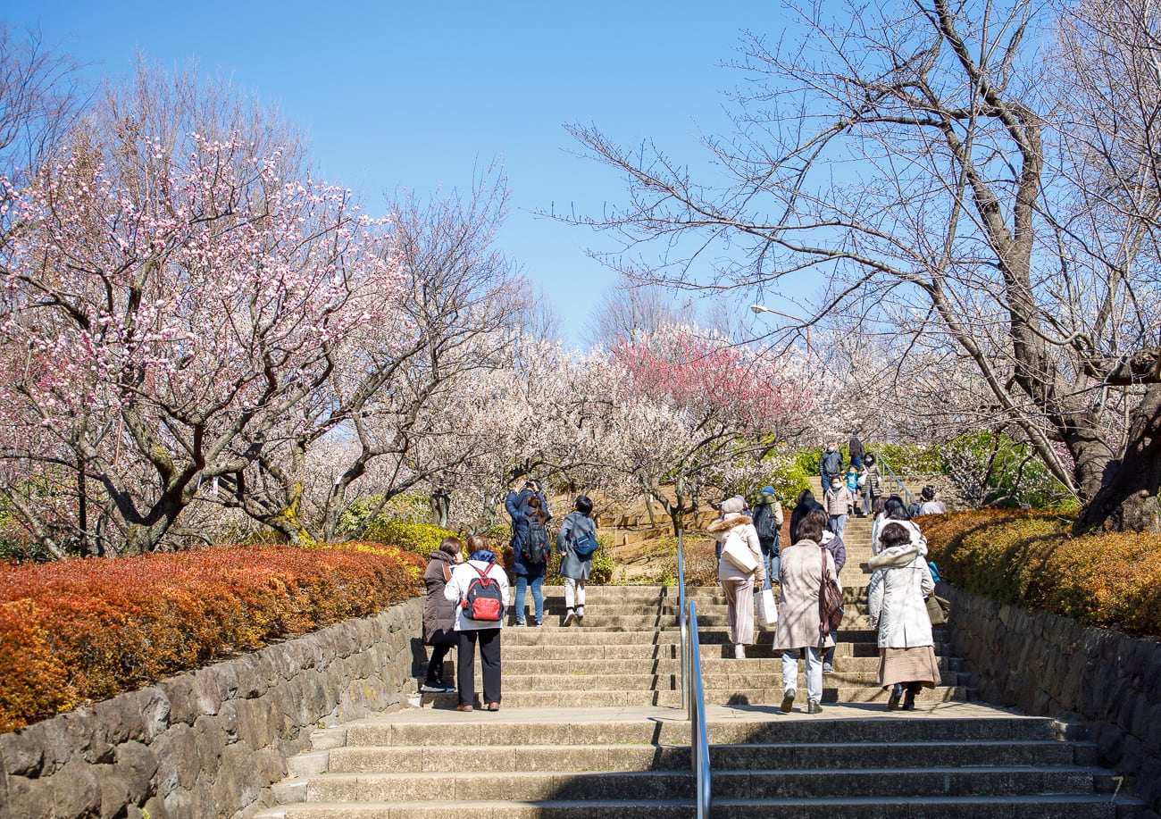 Ume in Hanegi park are arranged on a slope and accessible via a picturesque staircase
