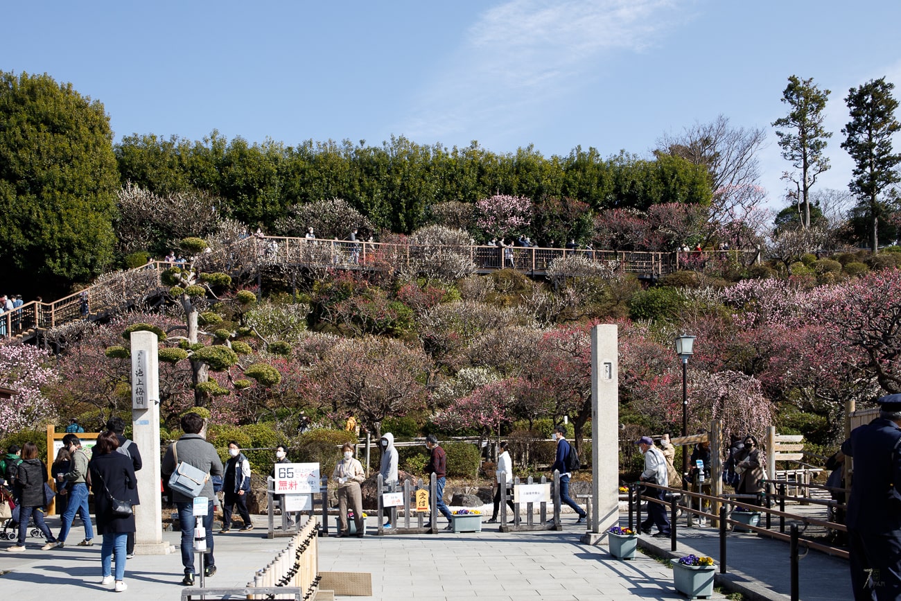 A beautiful slope lined with plum trees at Ikegami Baien