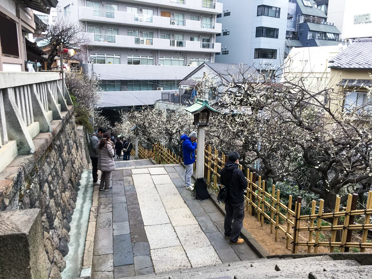 A picturesque staircase lined with plum trees