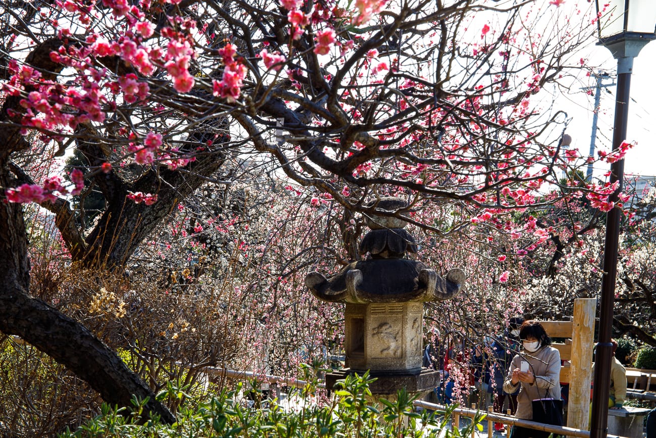 plum blossoms in tokyo
