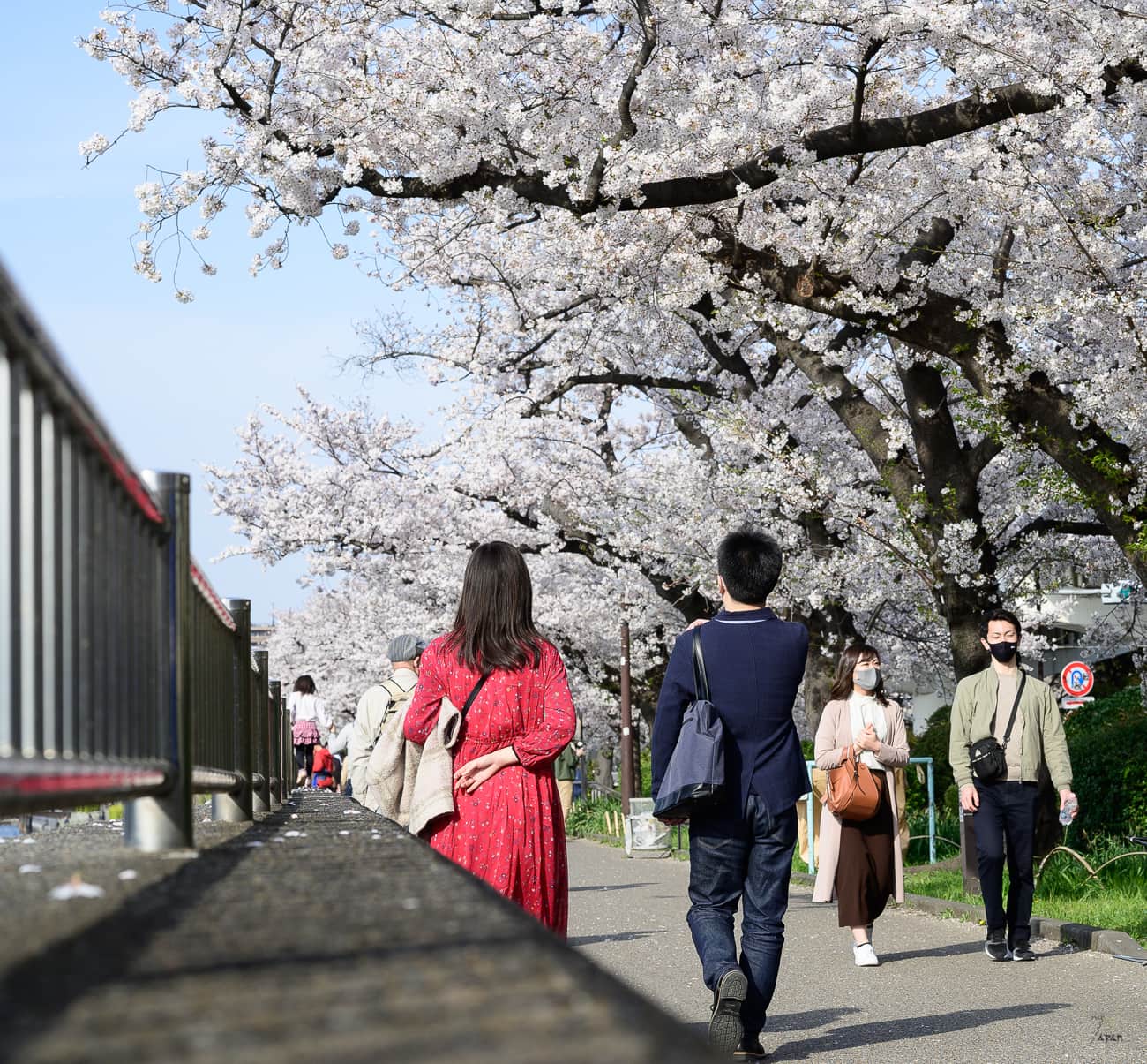 Walk along a river lined with sakura trees