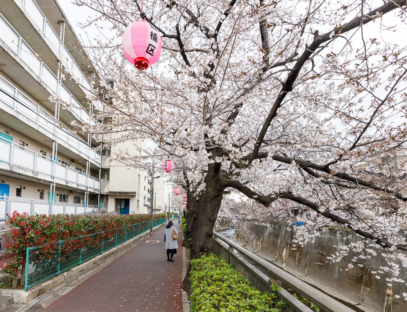one of the lesser known hanami walking routes in Tokyo is the Shakujii River stretch from Oji Station