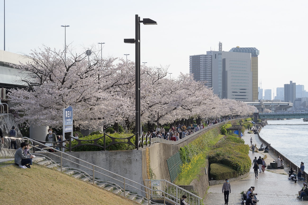 The best hanami walking route in central Tokyo - Sumida River