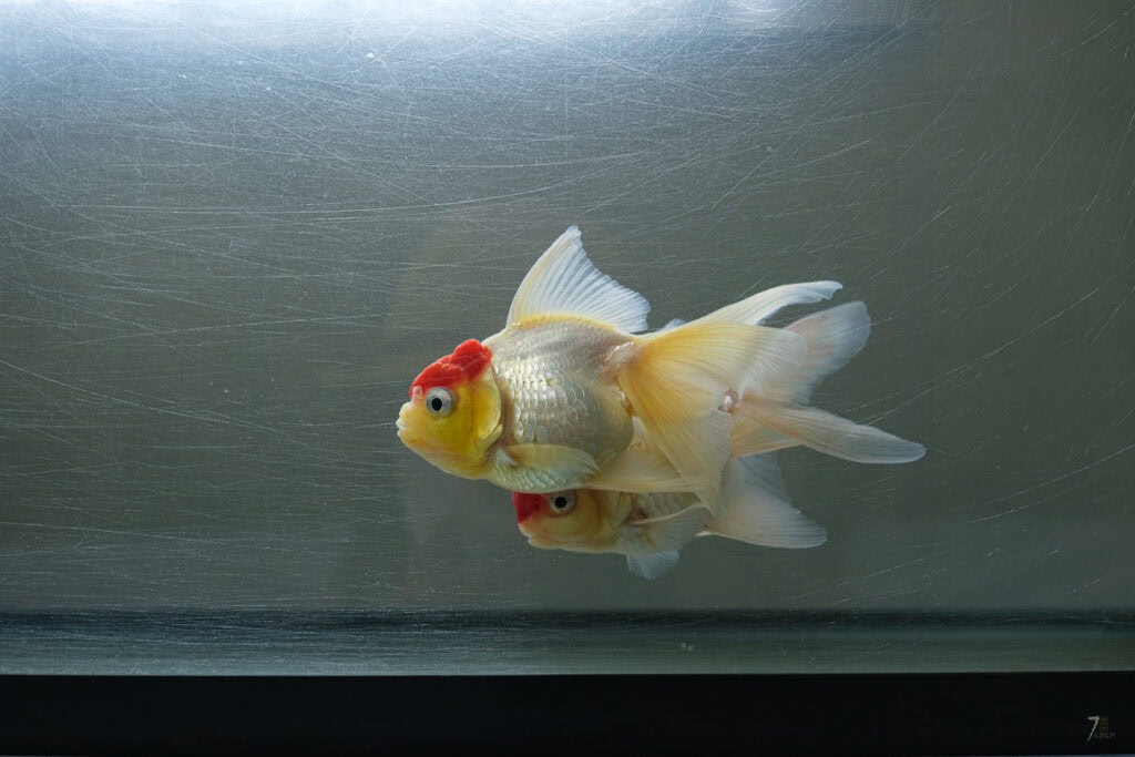 A goldfish swimming in an aquarium at the Mizumoto Park Edomae Goldfish Showroom
