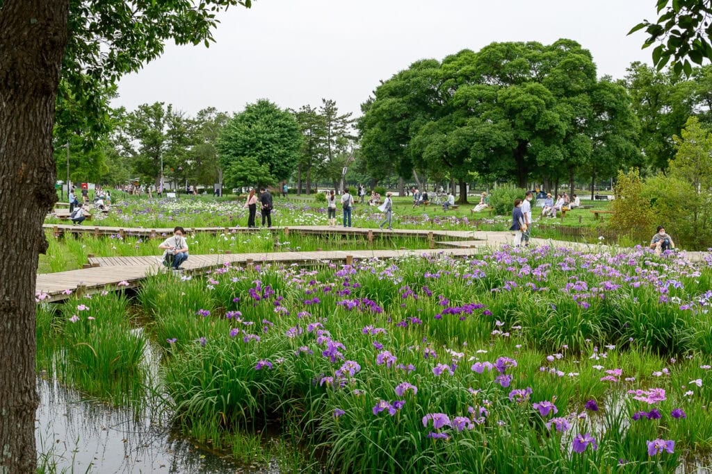 Iris flowers at the Mizumoto Park