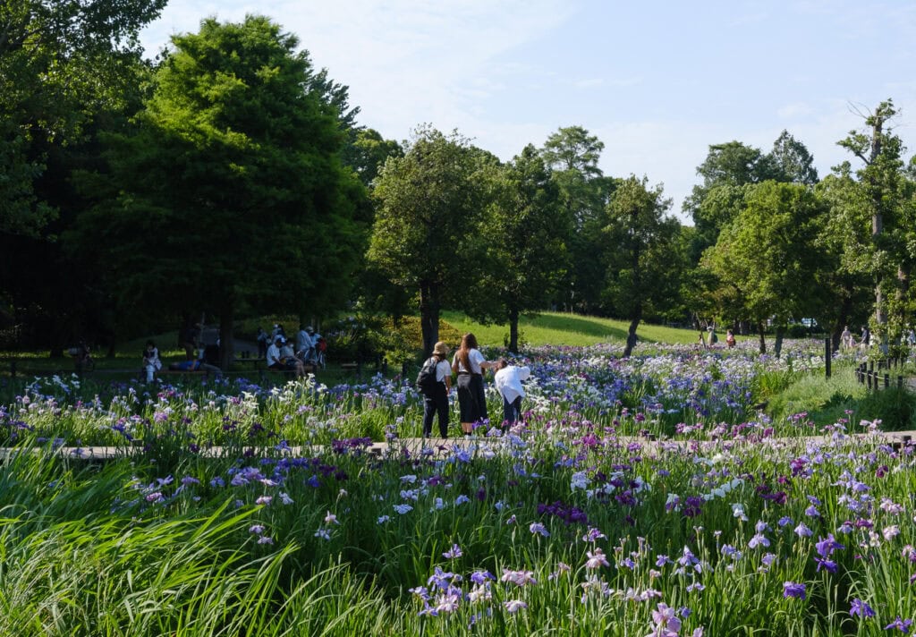 Iris flowers at the Mizumoto Park